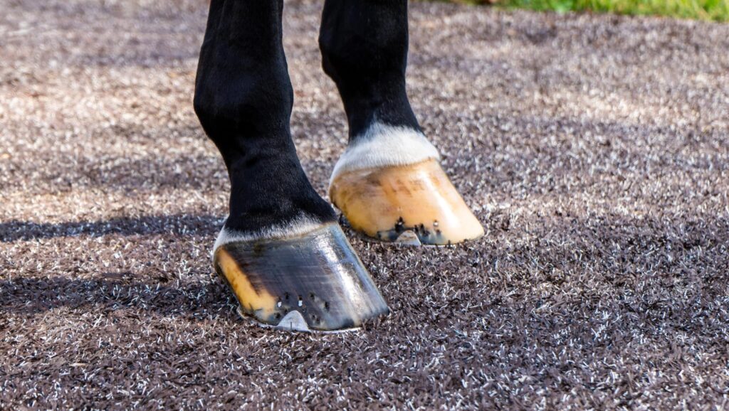 Closeup of a horse's hooves on artificial grass